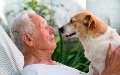 Perros de compañía para ancianos: beneficios de los animales para personas mayores