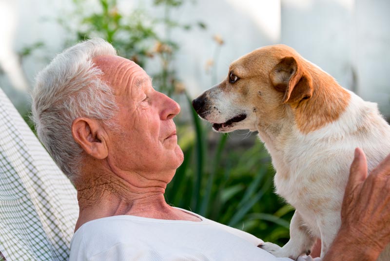 Perros de compañía para ancianos: beneficios de los animales para personas mayores